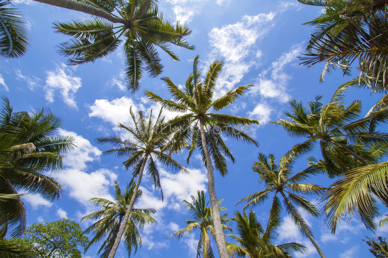 Beautiful Palm Trees on the Tropical Island.