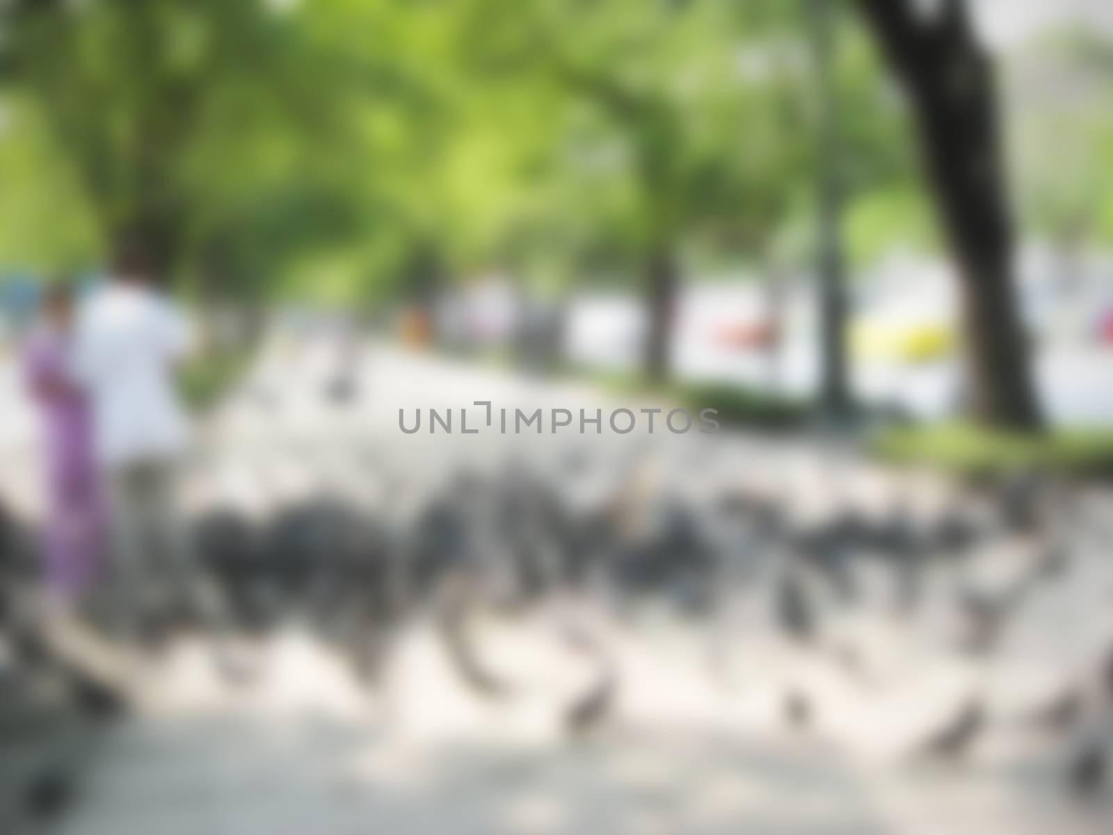 defocused of people  feeding pigeon in park by a3701027