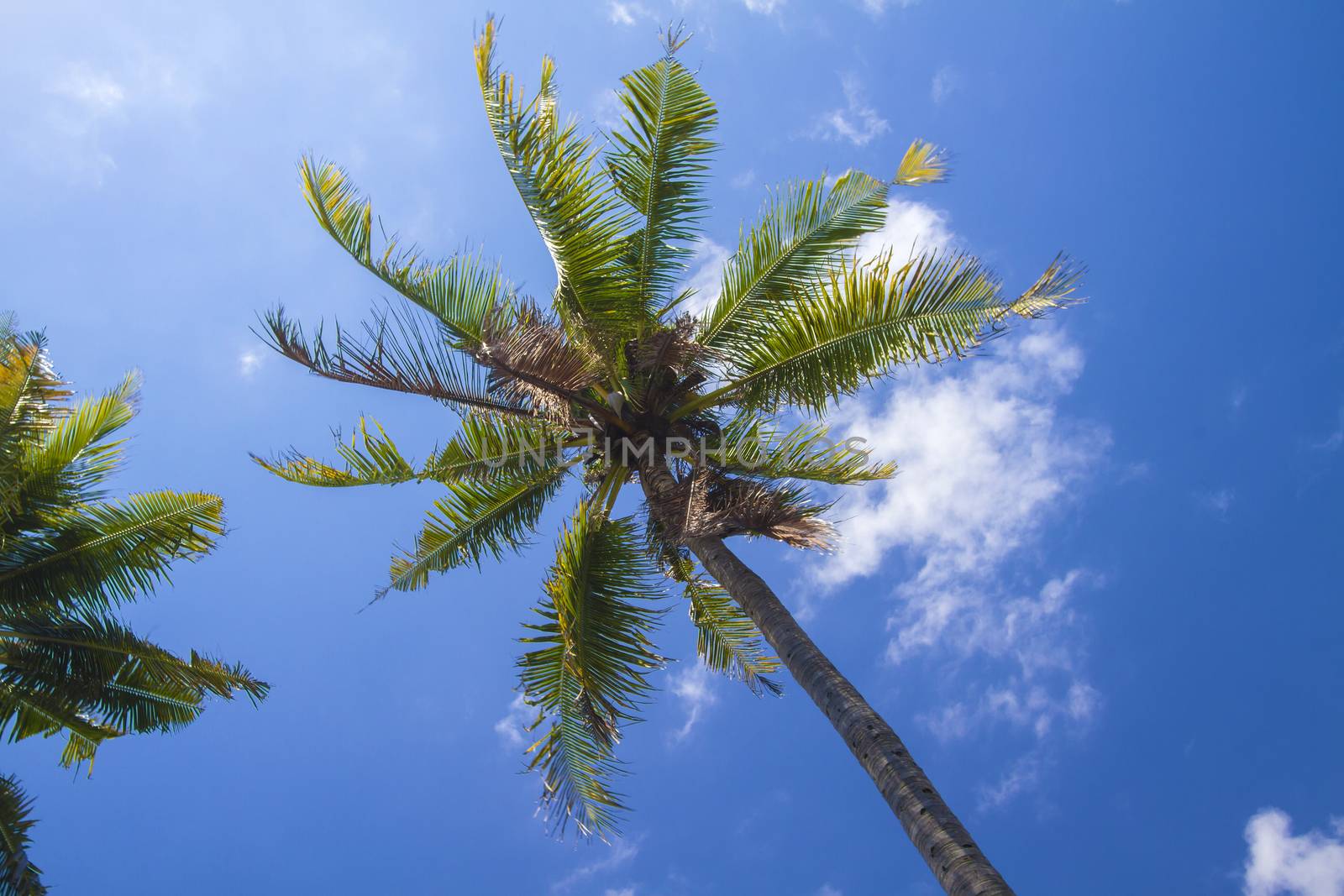 Beautiful Palm Trees on the Tropical Island.