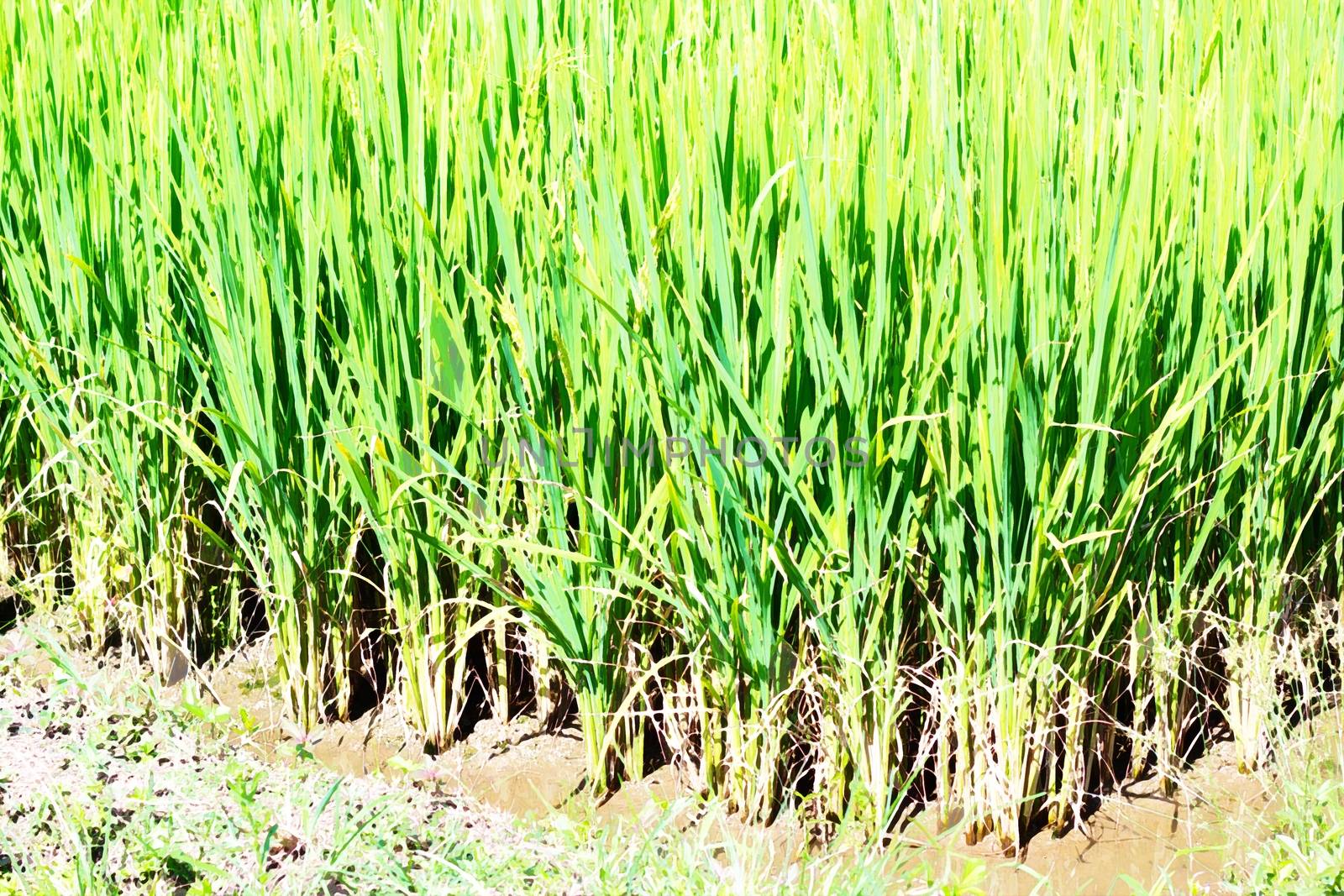 Close-up rice plants in rice field, watercolor style