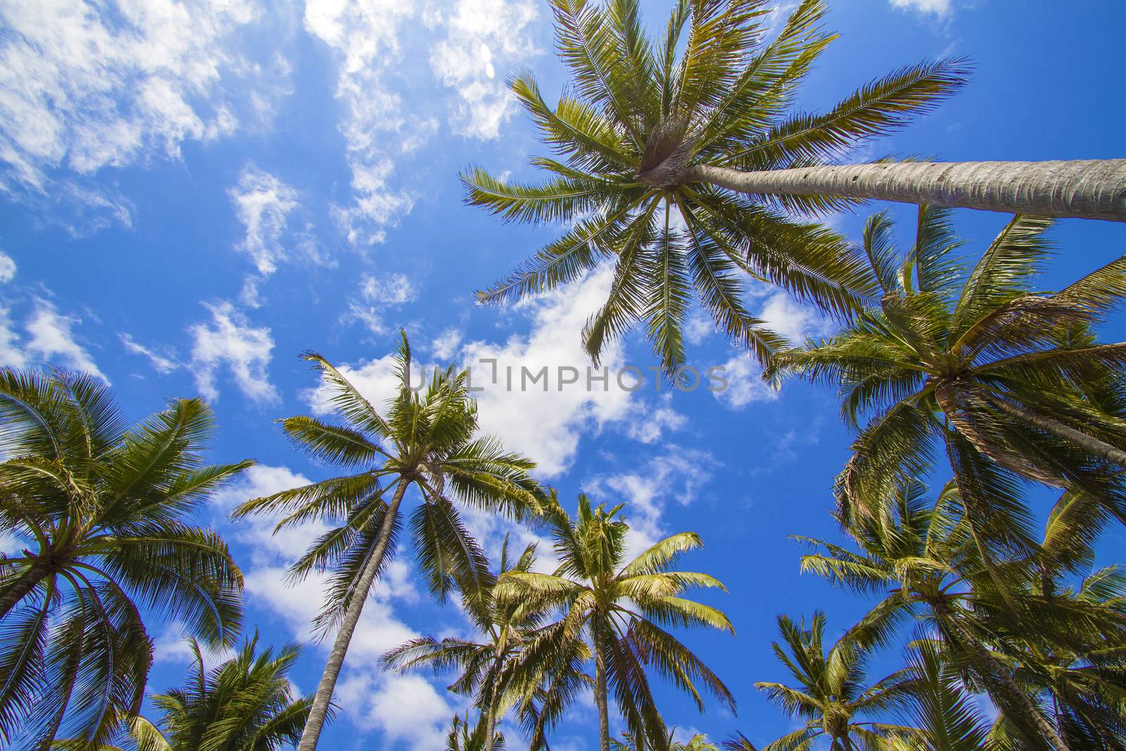 Tropical palms. by truphoto