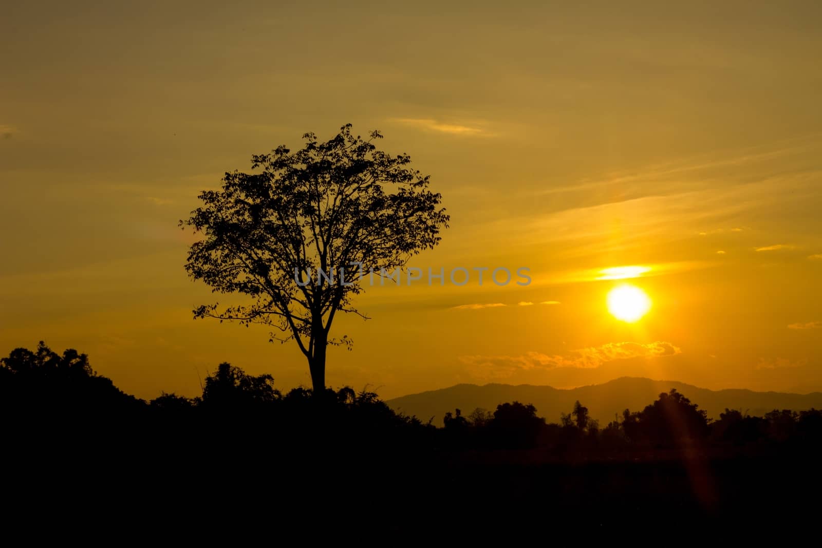 Beautiful landscape image with sun and trees silhouette at sunset.