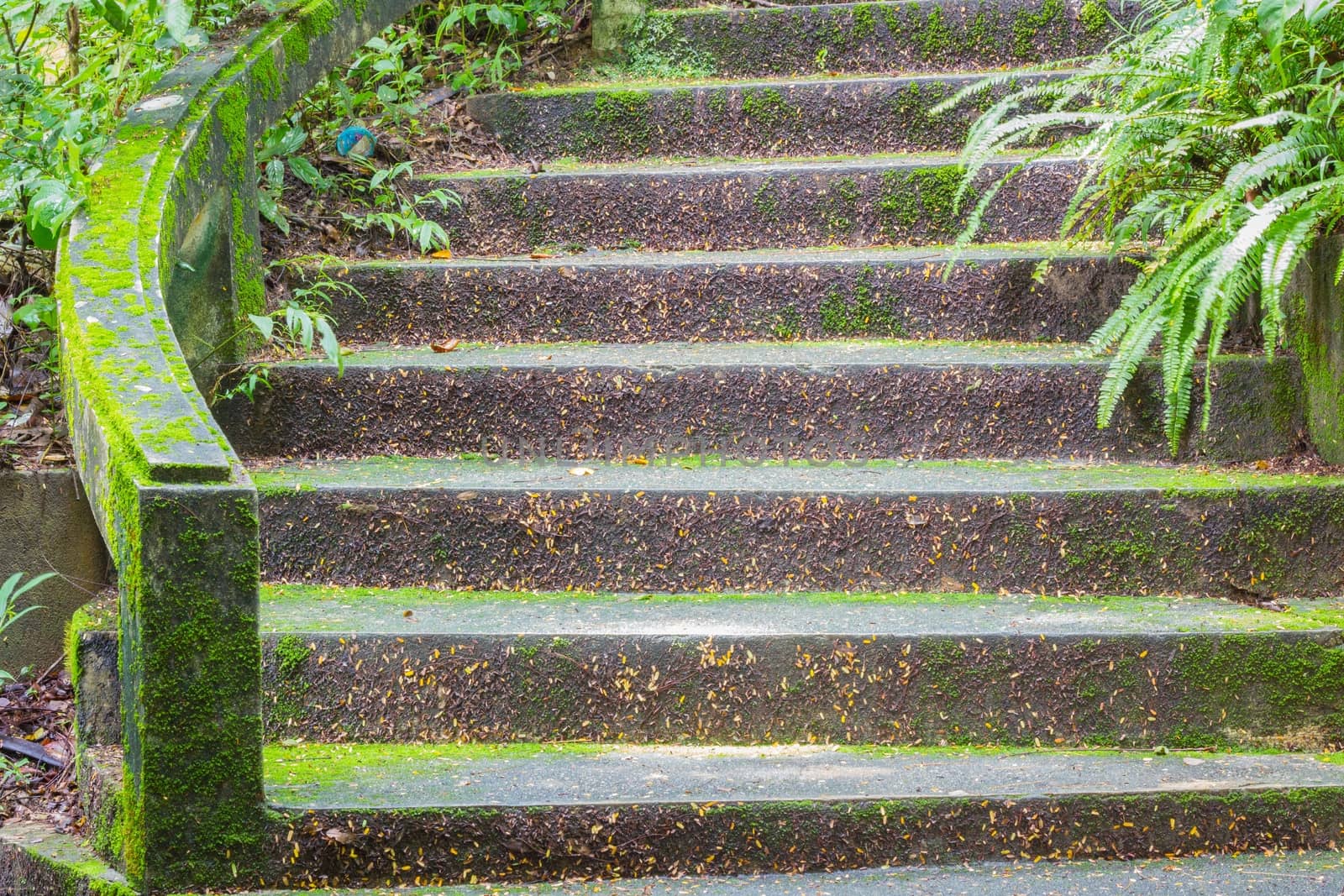 Stone stair covered with moss in thai public park.