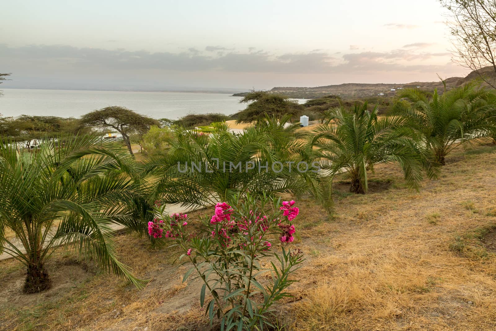 A tranquil, green and peaceful place by shores of lake Langano in Ethiopia