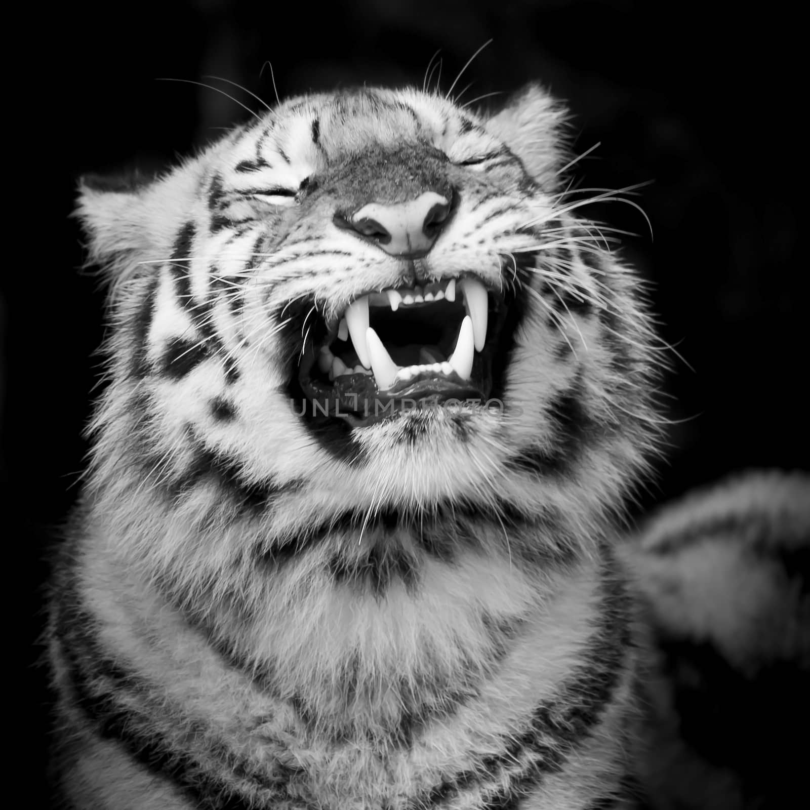 Black & White Tiger by art9858