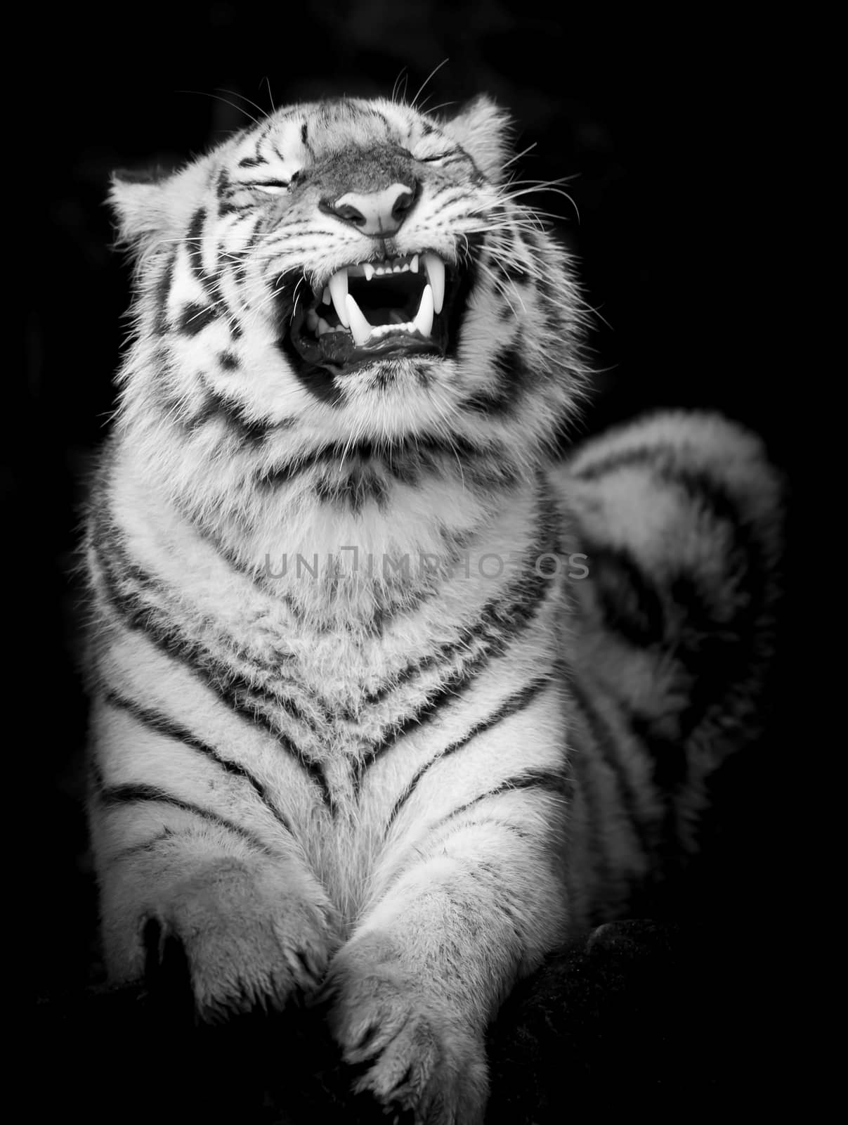 Black & White Tiger