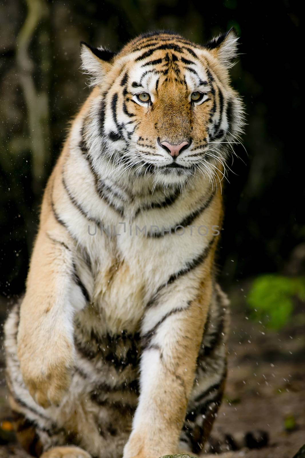 Portrait of tiger