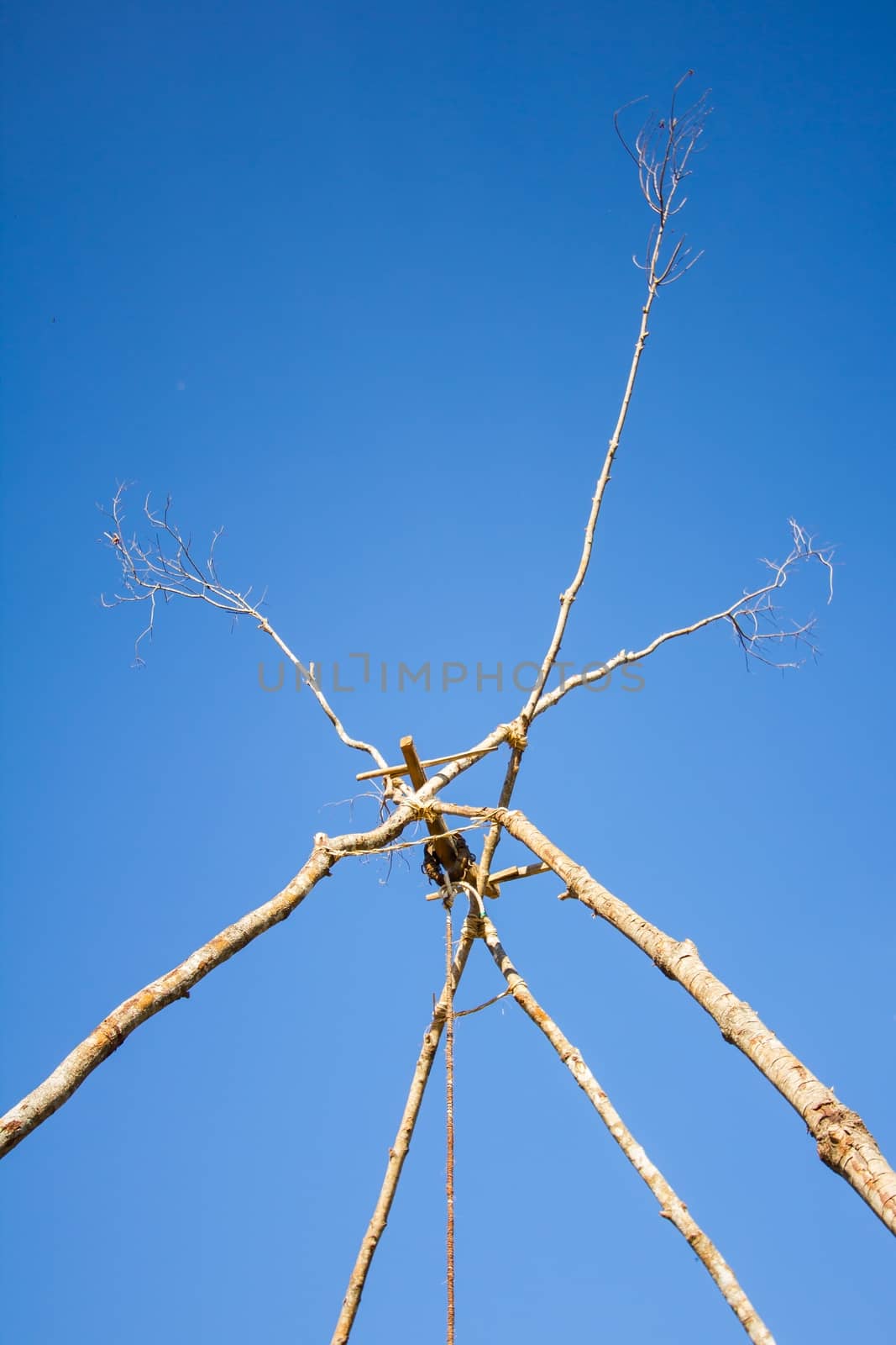 Dead twigs by a3701027