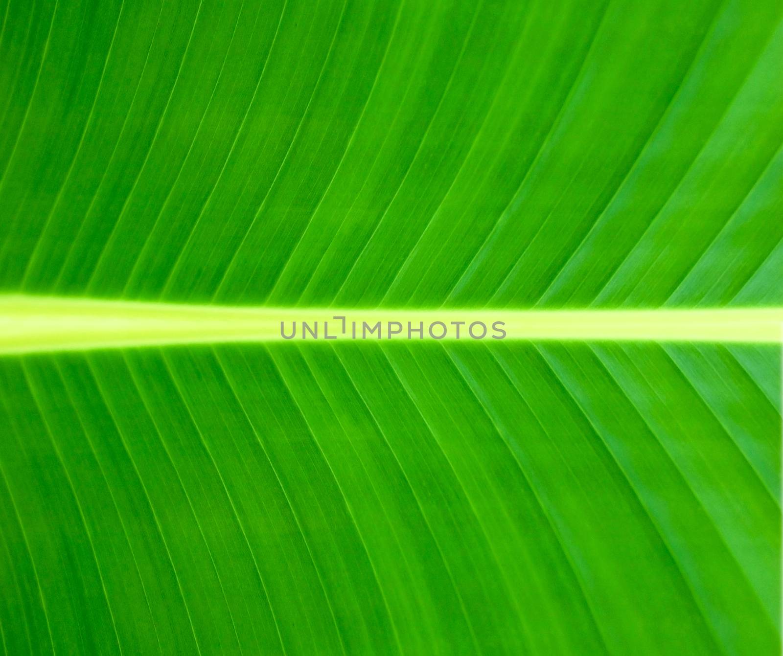 Texture of a green leaf background by ozaiachin