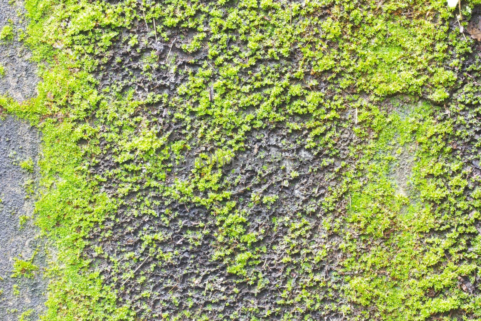Moss on old concrete wall texture background. by a3701027