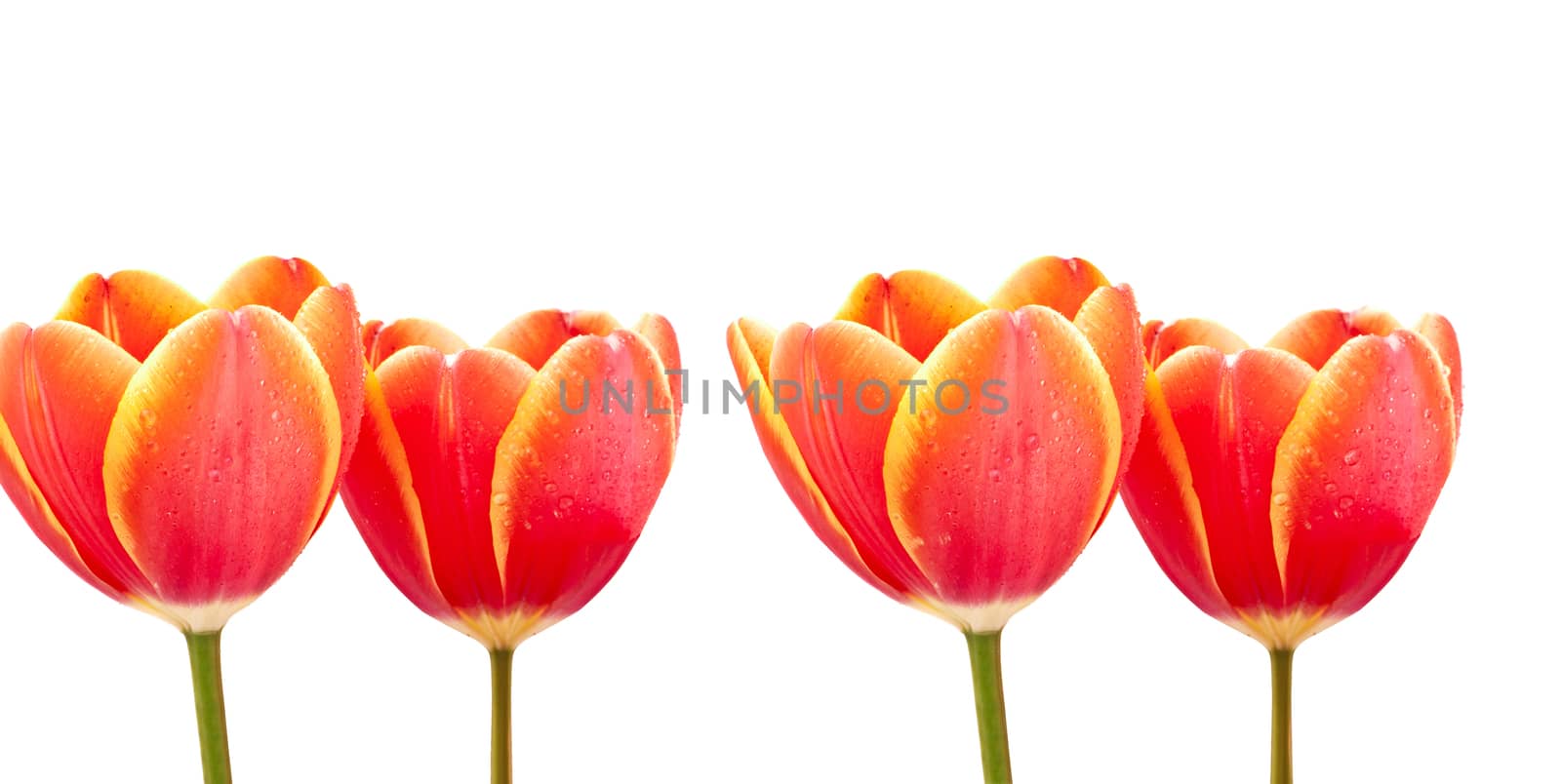 bouquet of red tulips isolated on white