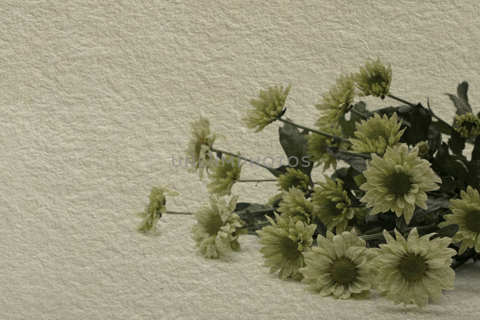 textured old paper background with aster
