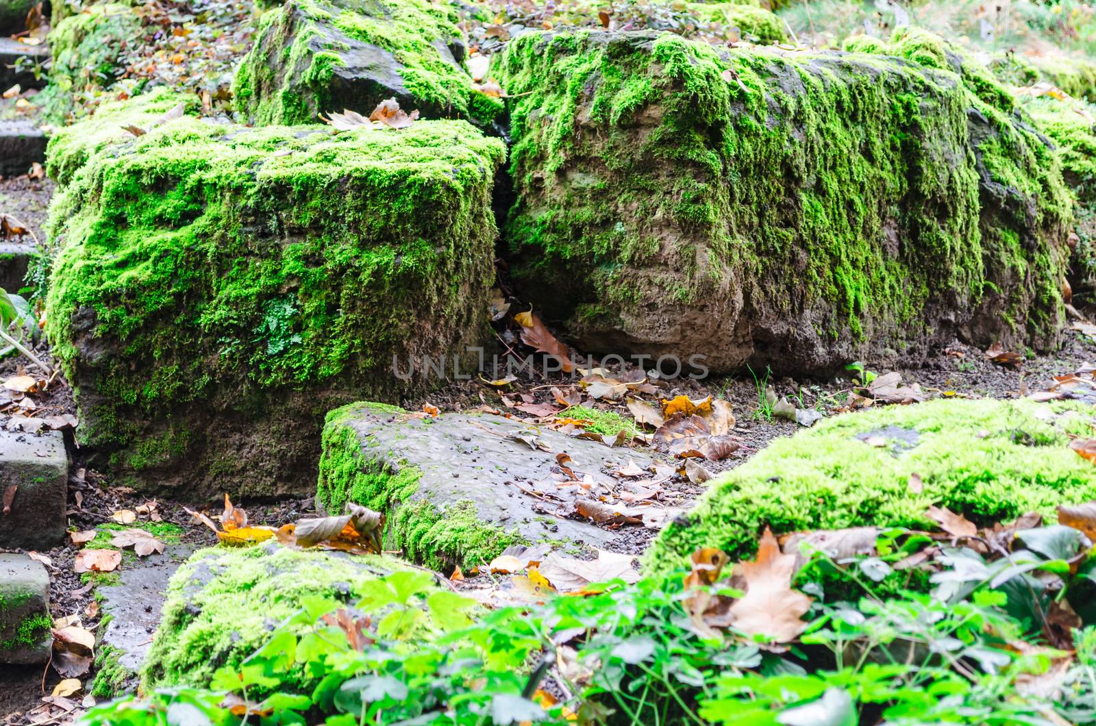 Beautiful mossy stones in autumn forest
