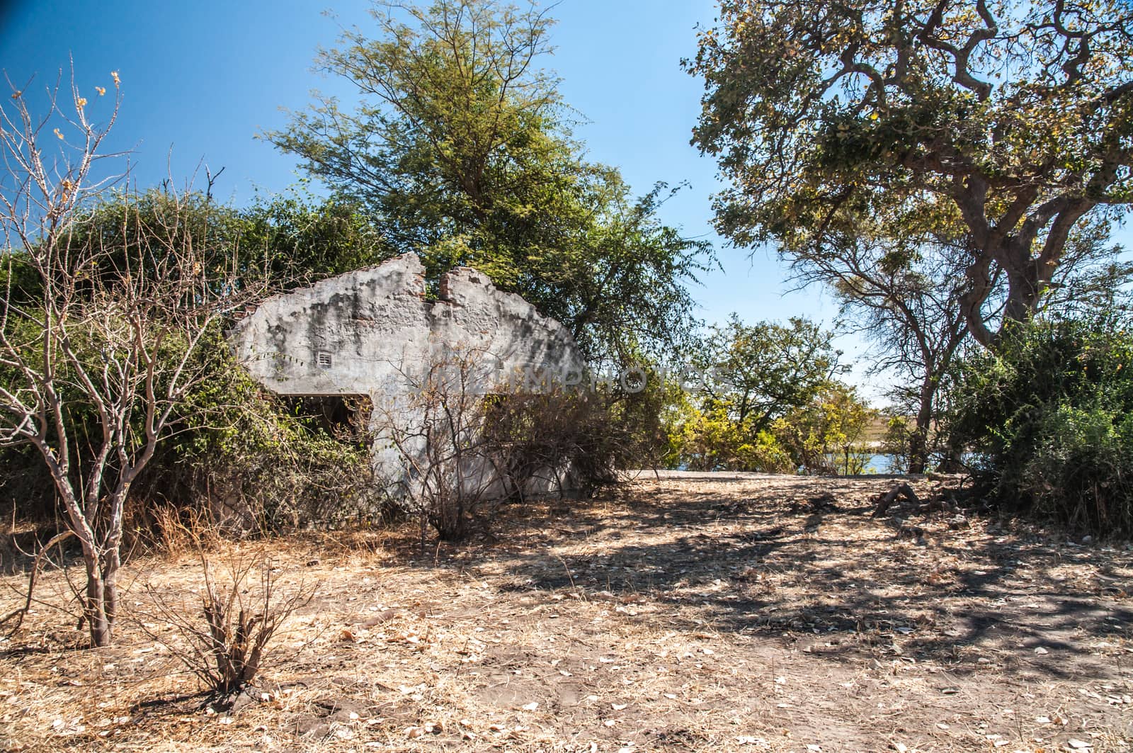 Derilict House in the bush veld near a river  being retaken by nature.