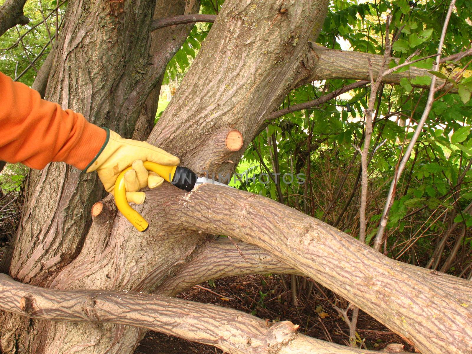 Autumnal pruning