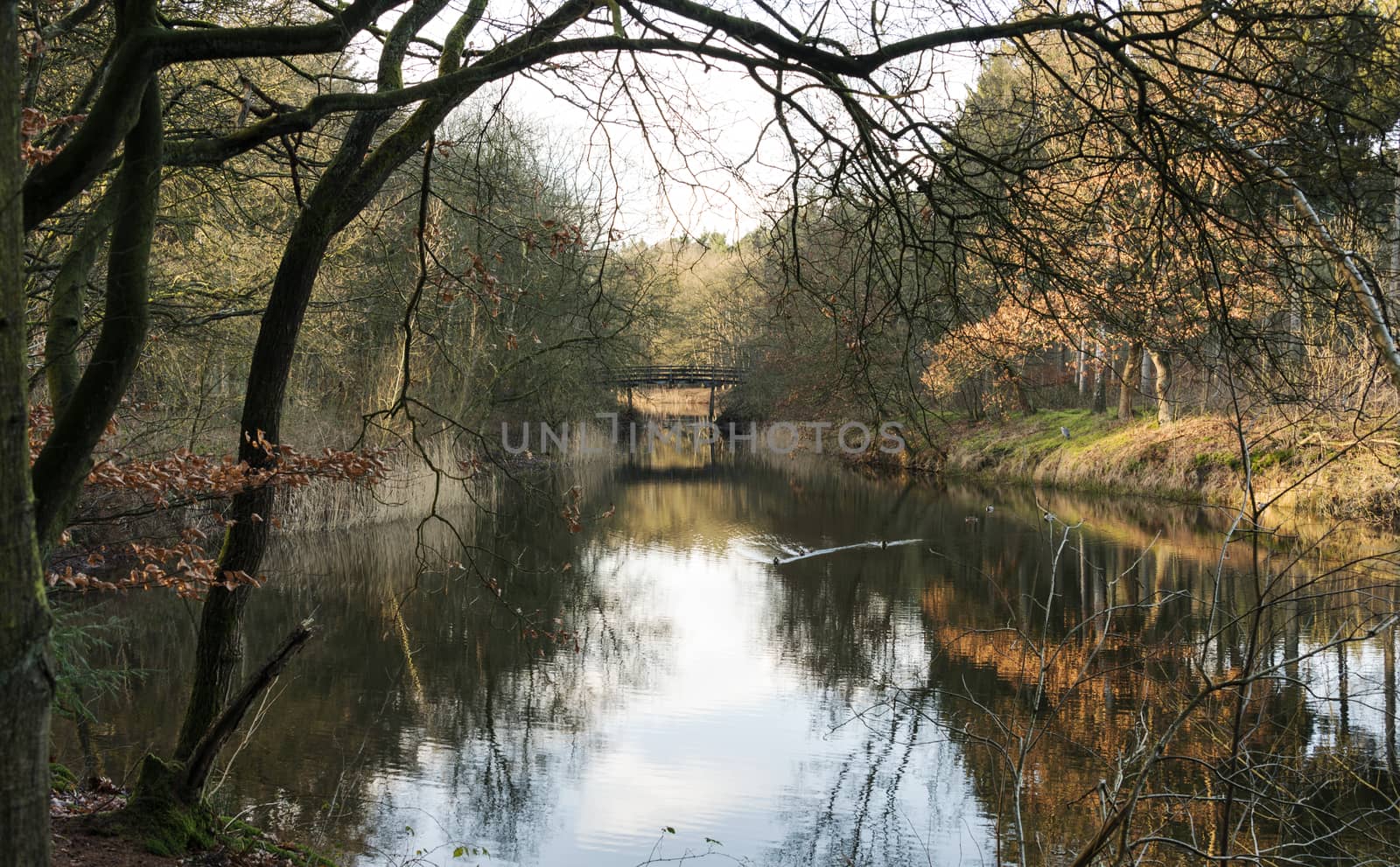 autumn forest colors like gold and brown in dutchn nature near Hilversum