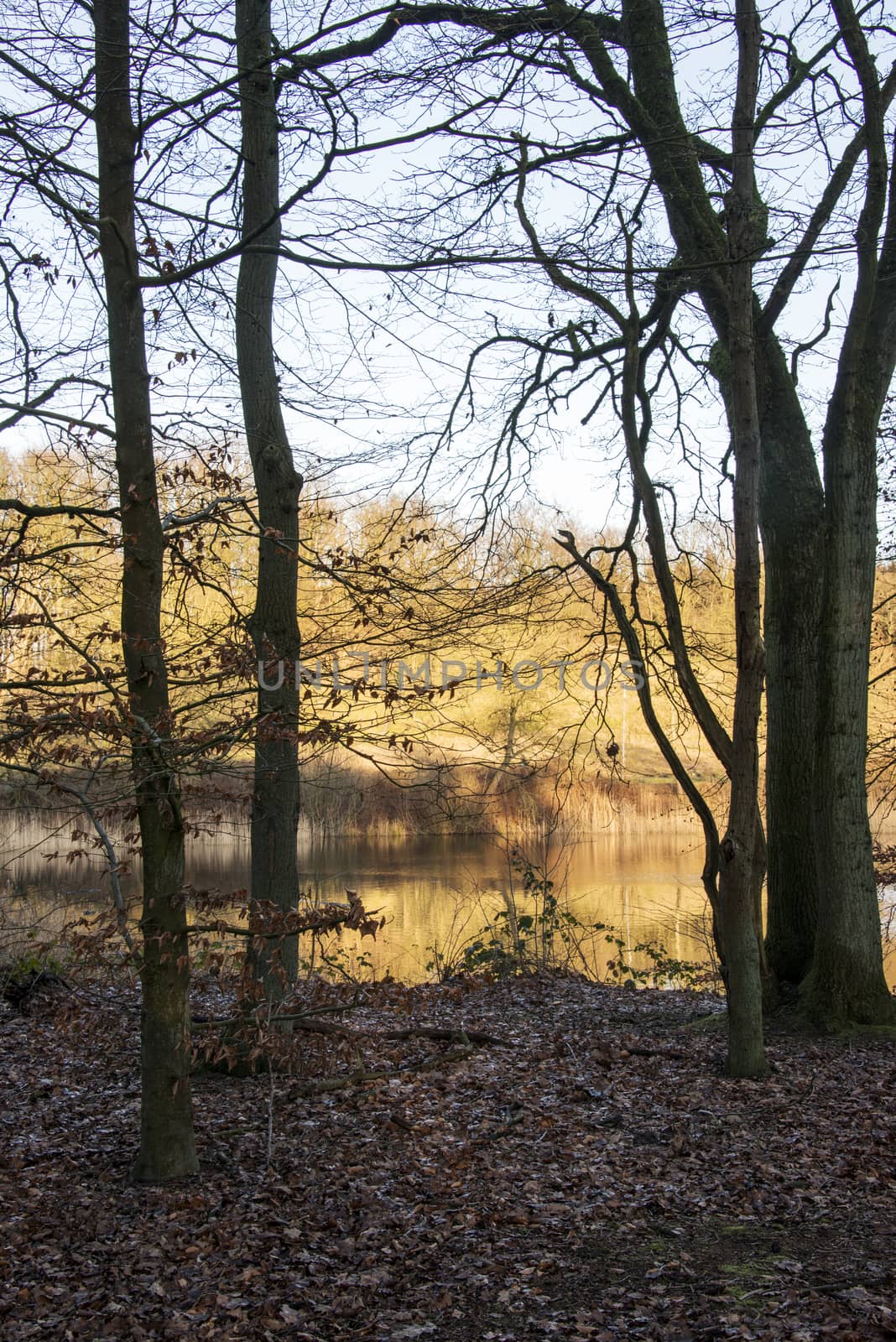 golden evening sunlight in nature park with water pond