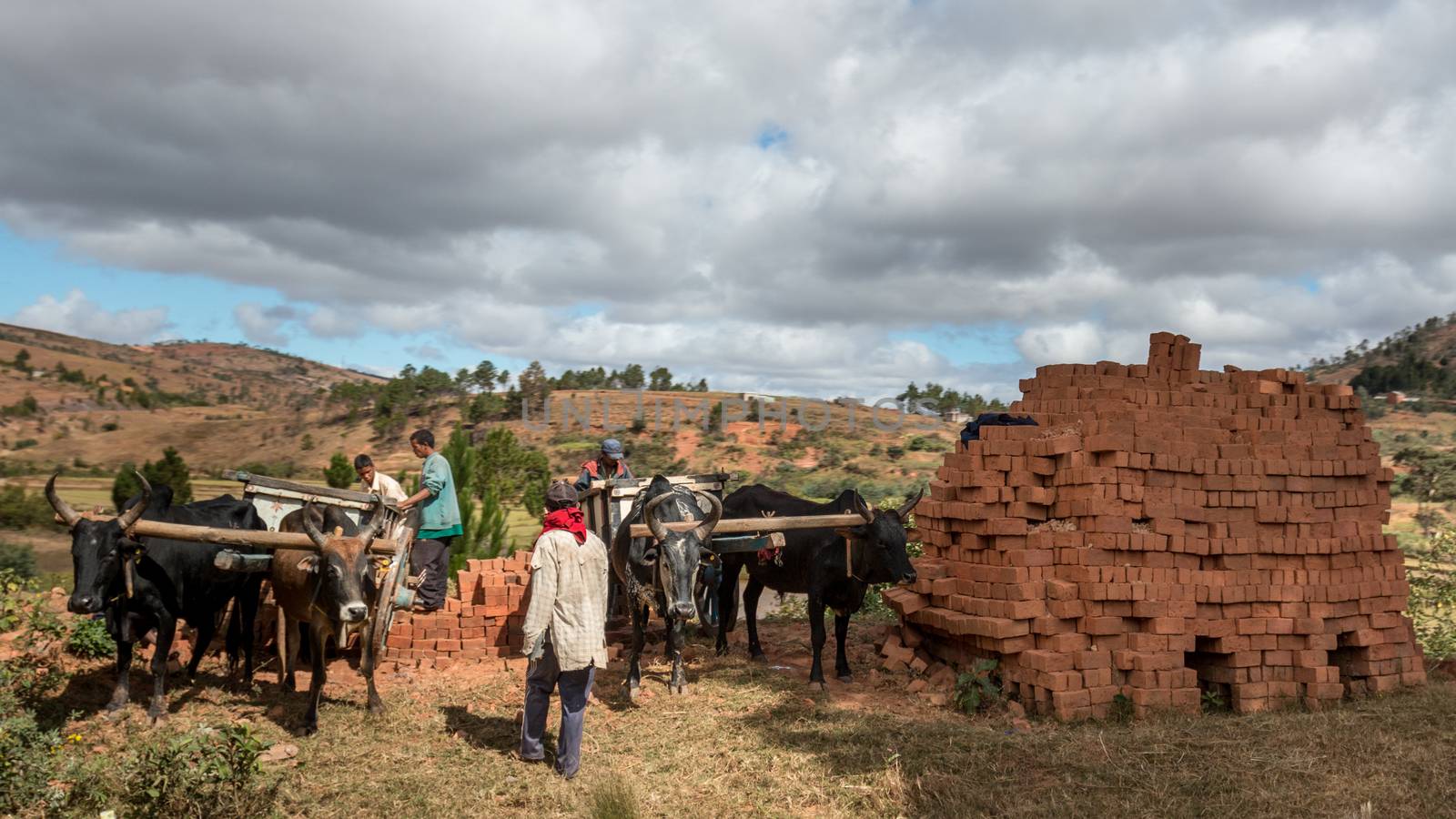 Antsirabe, Madagascar - May 24: Locally produced bricks are loaded on to carts pulled by pairs of oxen fitted with a yoke on May 24, 2014 in Antsirabe, Madagascar.