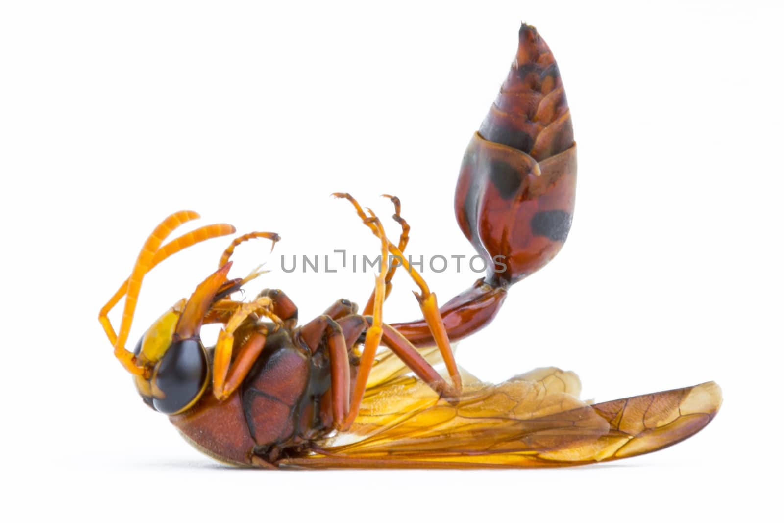 dead Paper Wasp (Polistes metricus) isolated on white background by a3701027