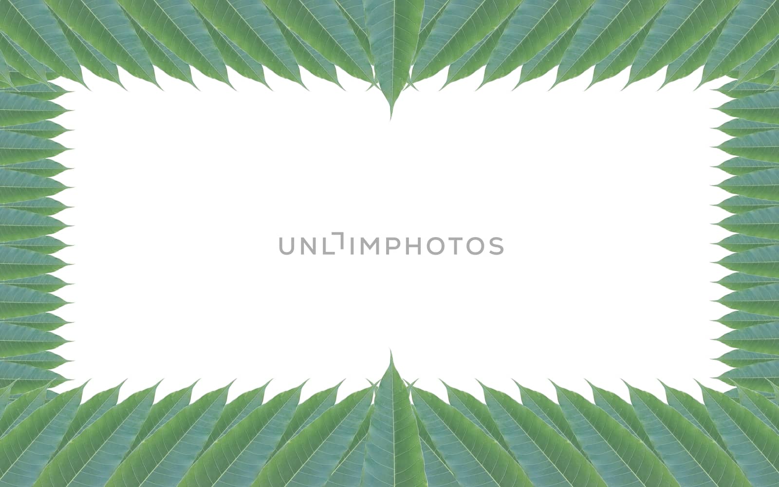 frame made of green leaves of mango tree isolated on white background.