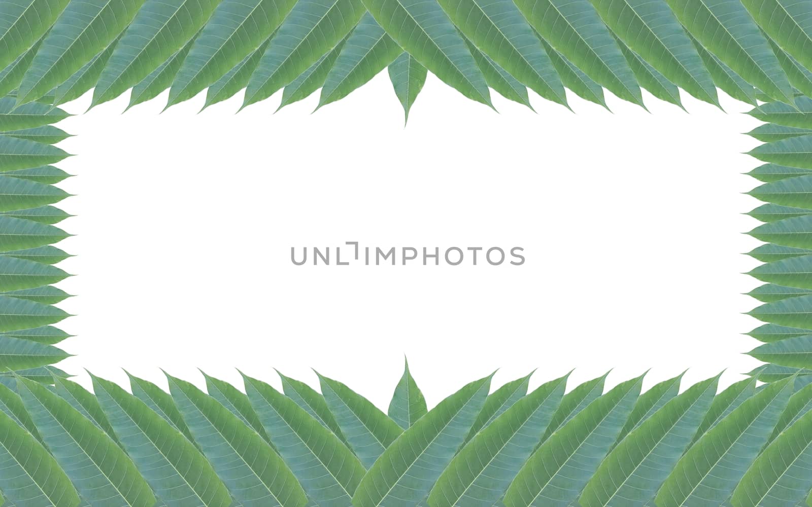 frame made of green leaves of mango tree isolated on white background.