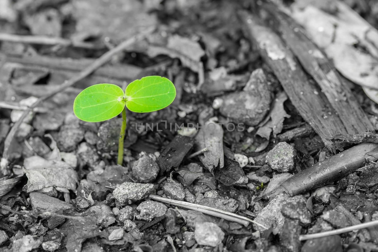 young plant on grey background, concept new life, with copyspace.