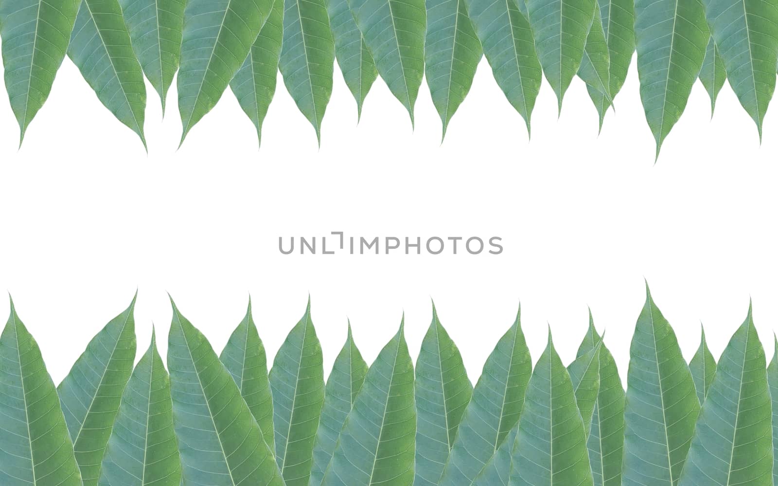 frame made of green leaves of mango tree isolated on white backg by a3701027