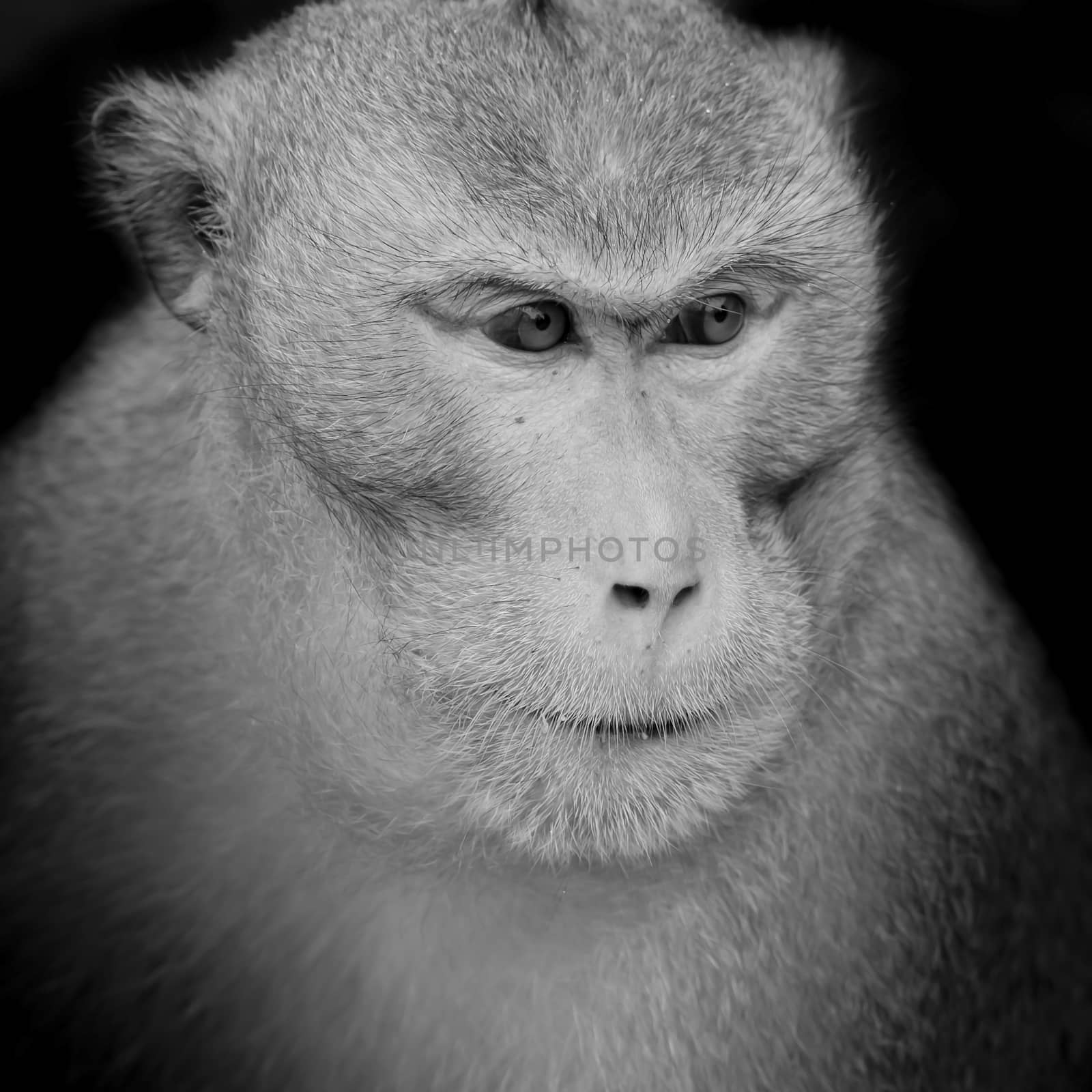 Portrait of monkey by art9858
