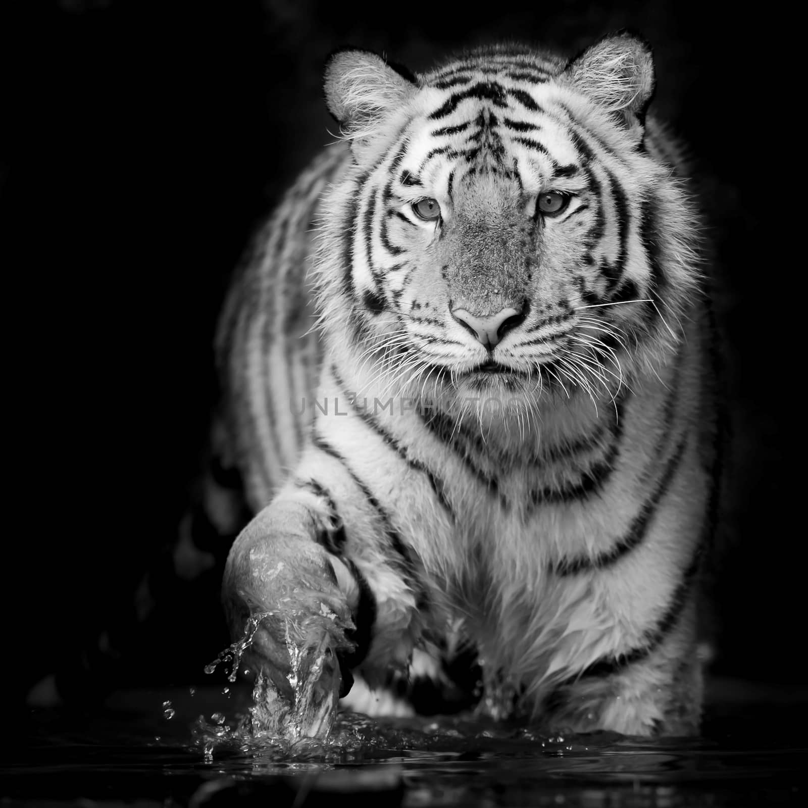 Black & White Tiger by art9858