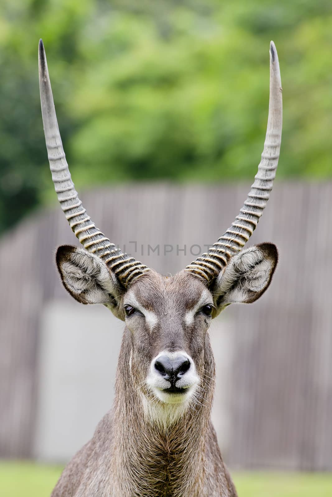 Close up portrait of an impala ram