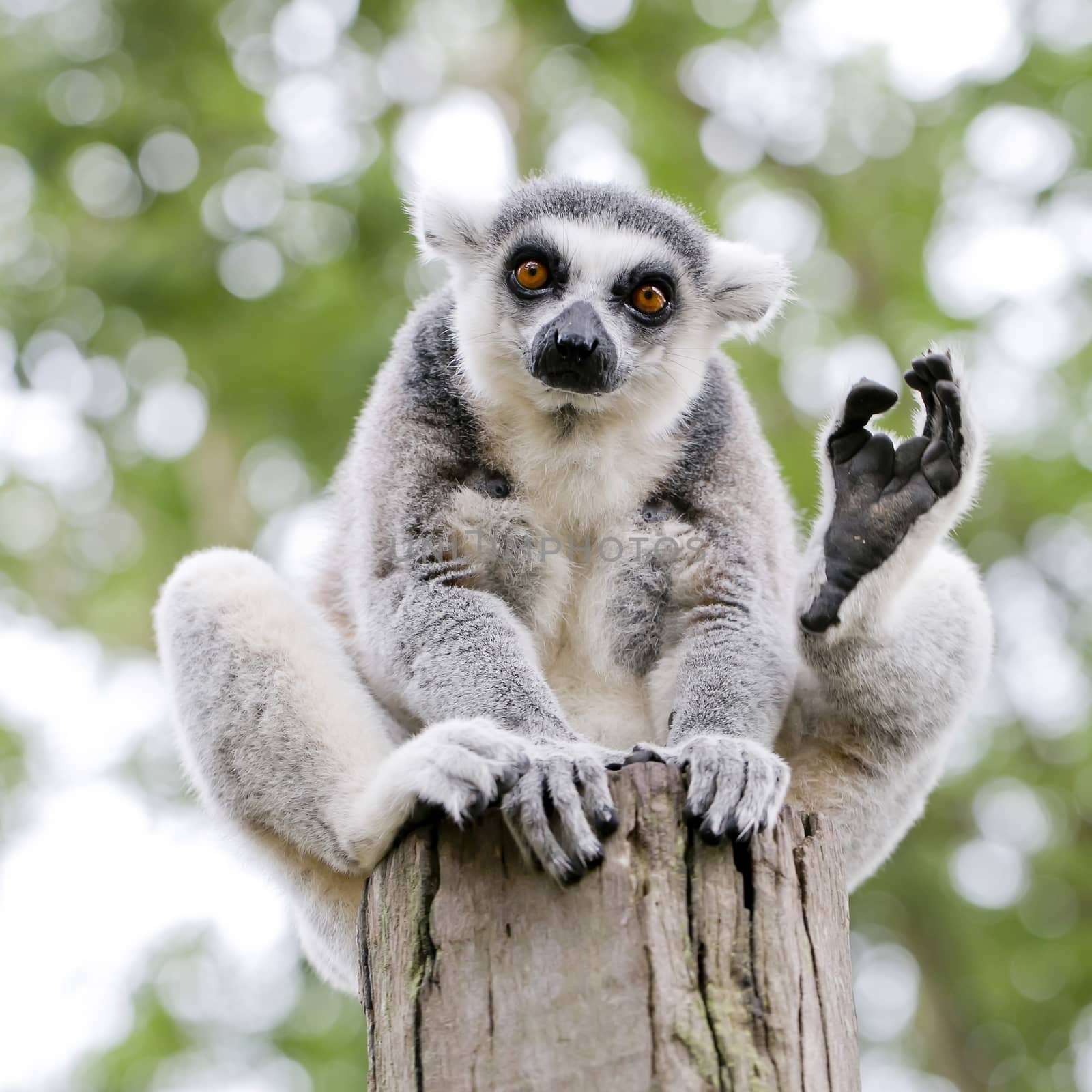 ring-tailed lemur (lemur catta)