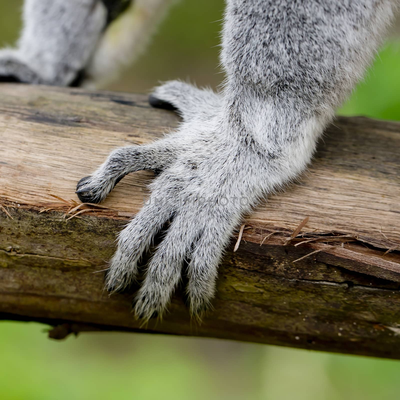 ring-tailed lemur (lemur catta) by art9858