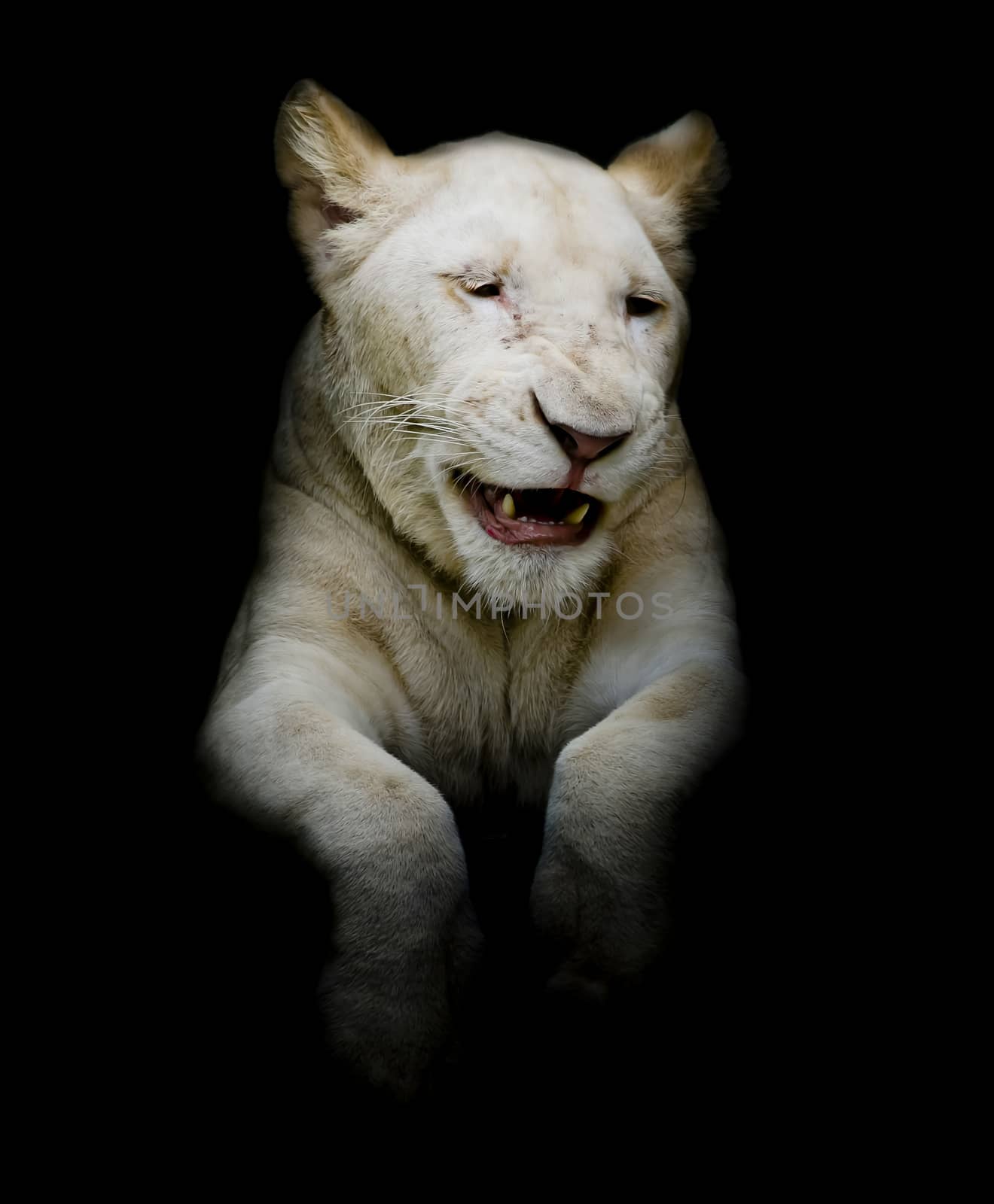 Cuties White lion