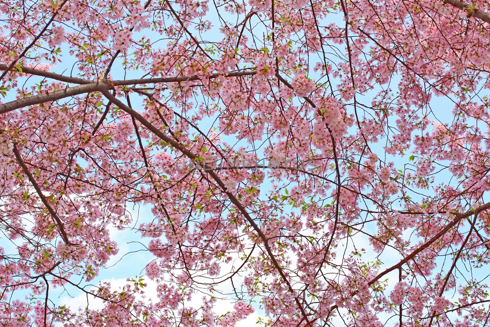 Beautiful pink cherry blossoms reach toward a warm spring sky.
