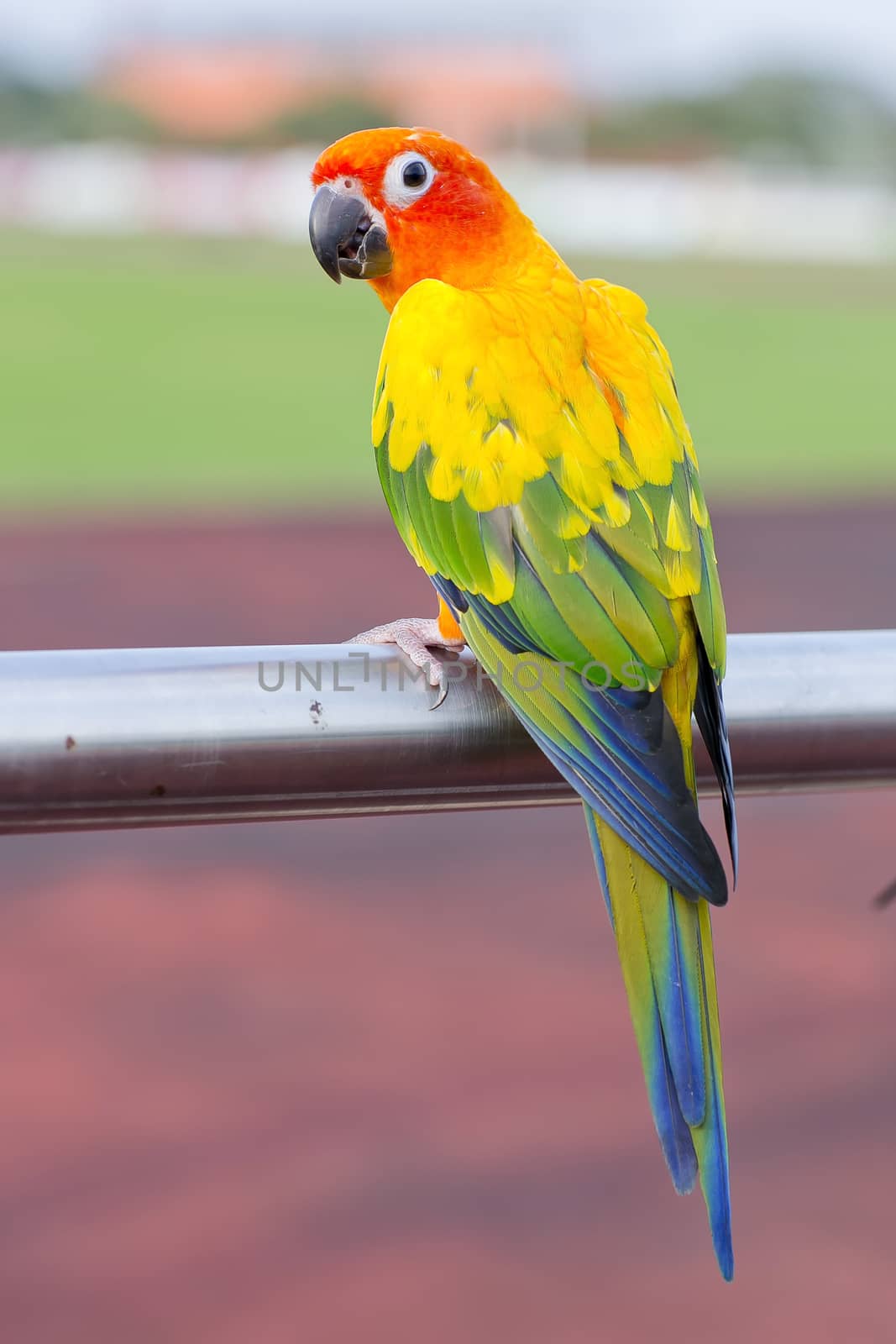 Blue-and-Yellow Macaw (Ara ararauna), also known as the Blue-and-Gold Macaw