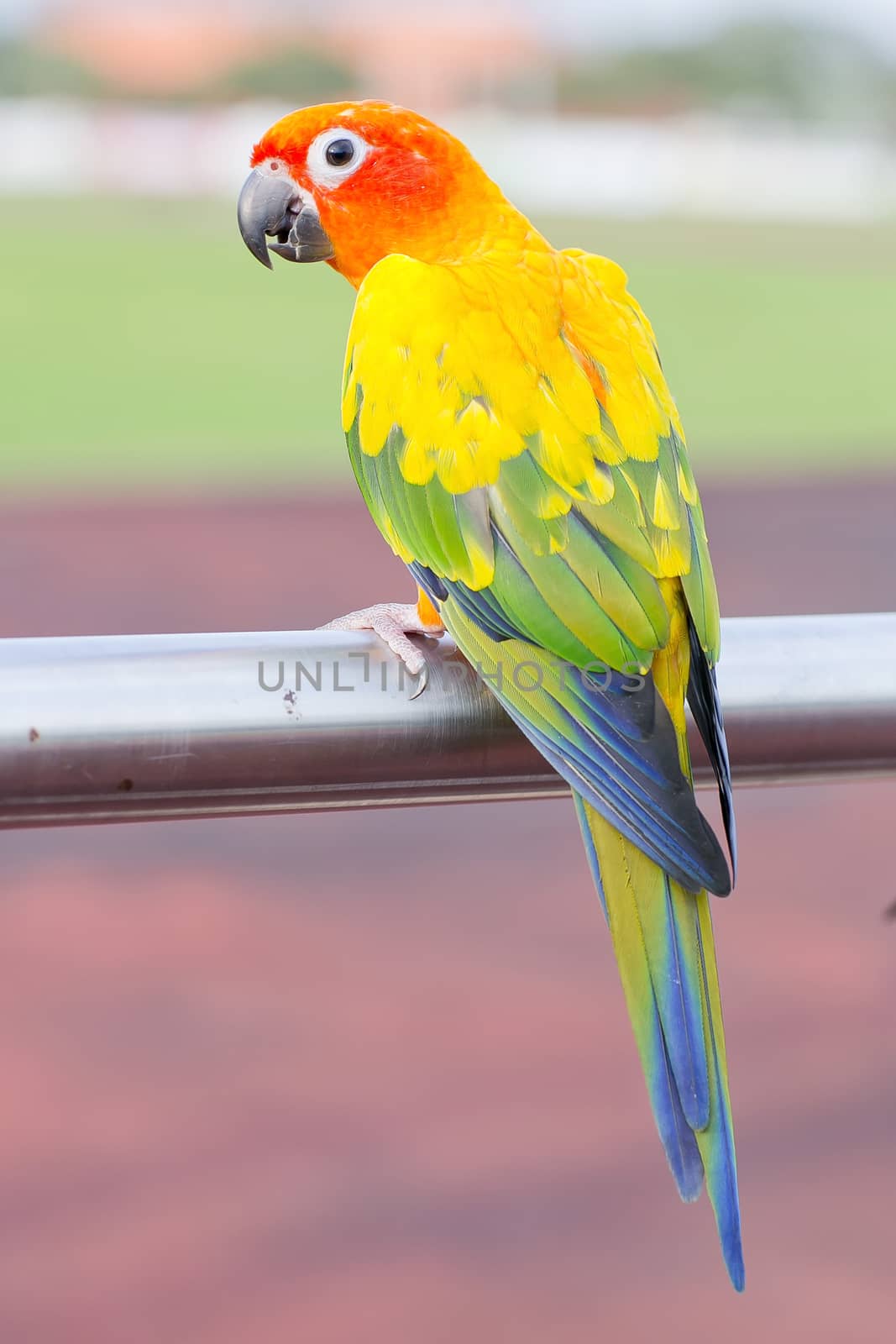 Blue-and-Yellow Macaw (Ara ararauna), also known as the Blue-and-Gold Macaw