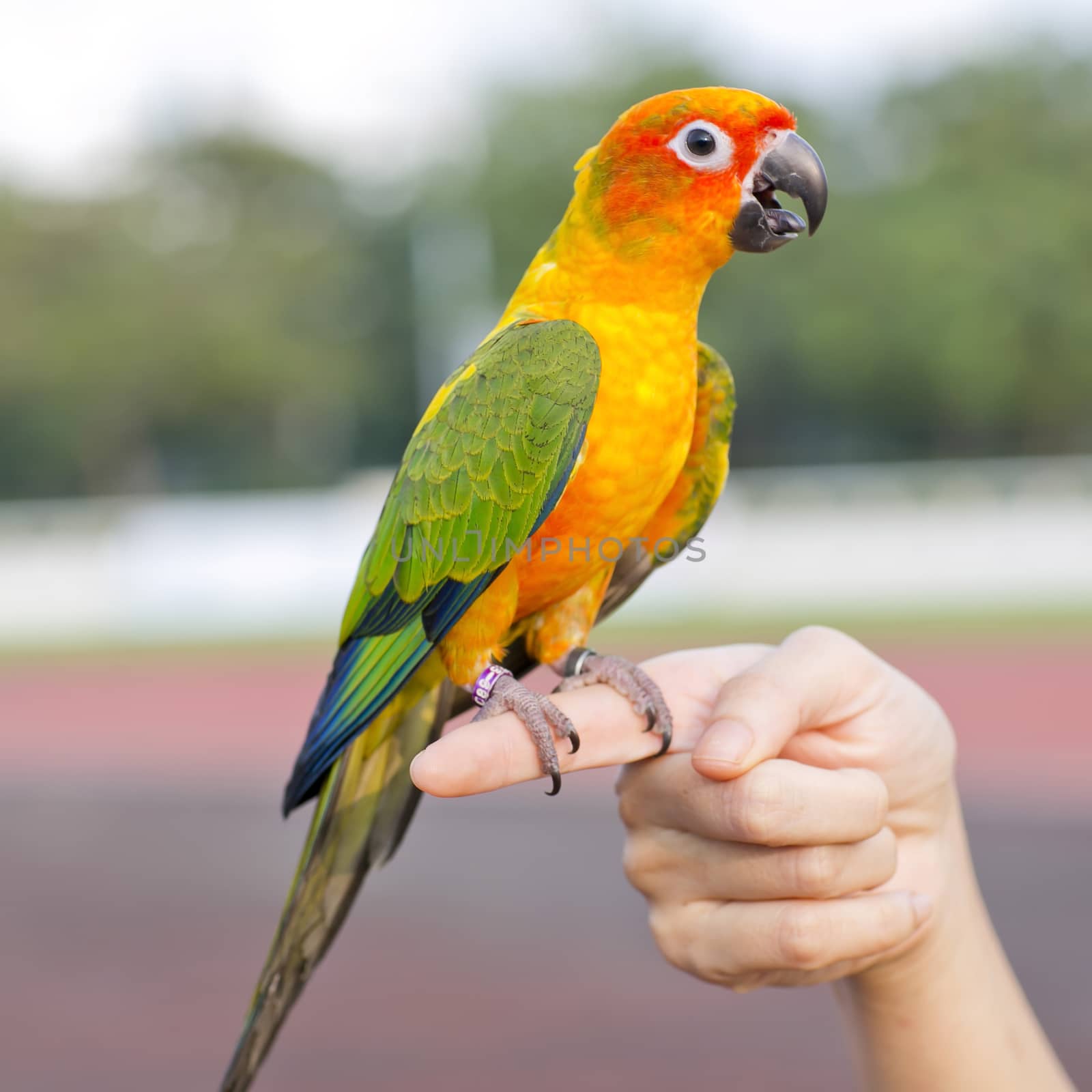 Blue-and-Yellow Macaw (Ara ararauna), also known as the Blue-and by art9858