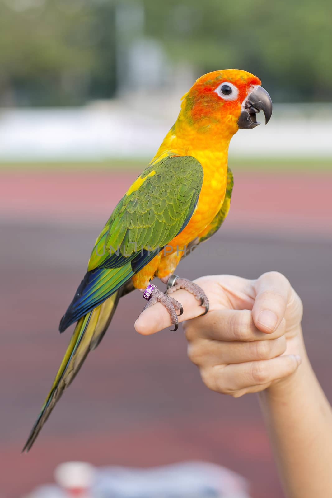 Blue-and-Yellow Macaw (Ara ararauna), also known as the Blue-and-Gold Macaw