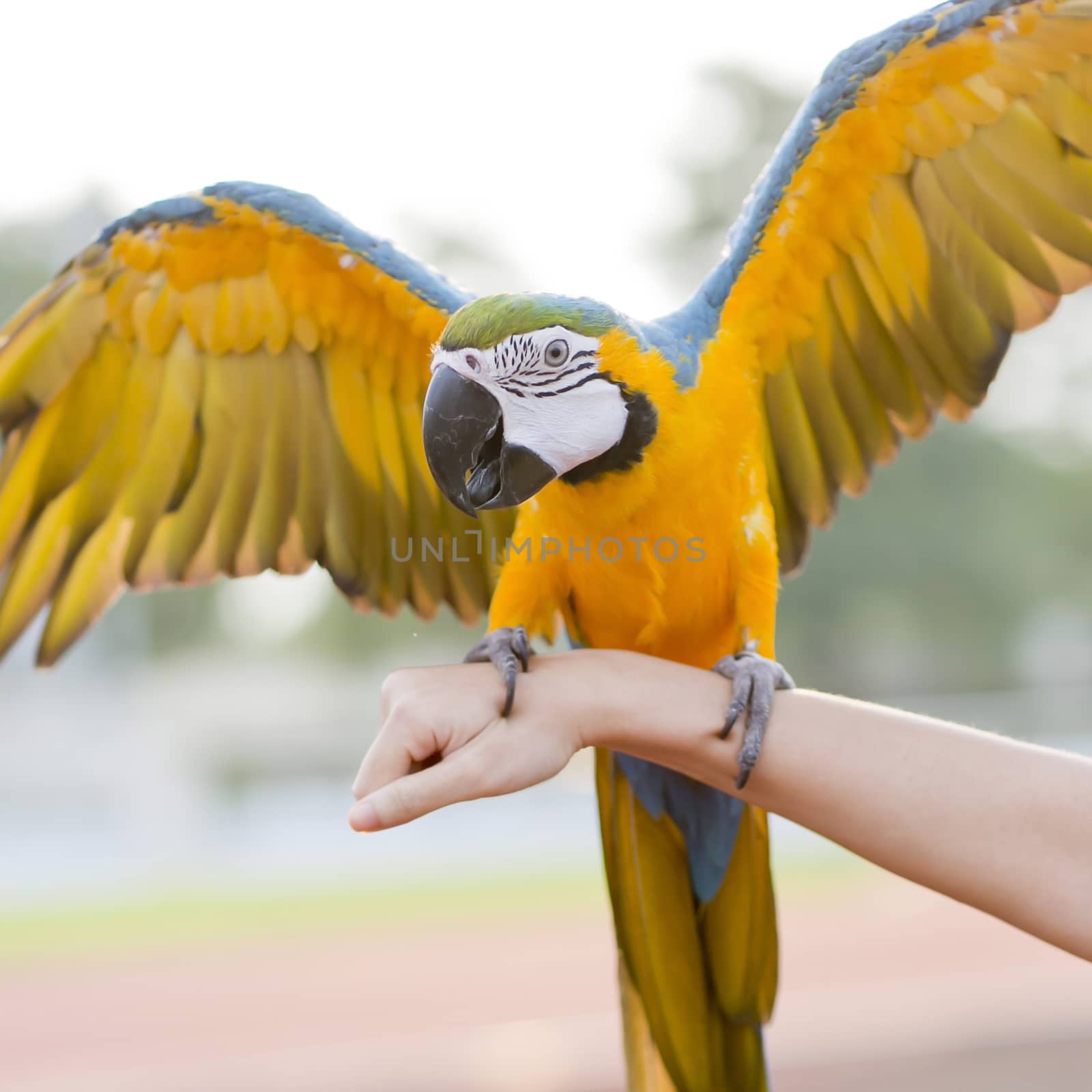 Blue-and-Yellow Macaw (Ara ararauna), also known as the Blue-and-Gold Macaw