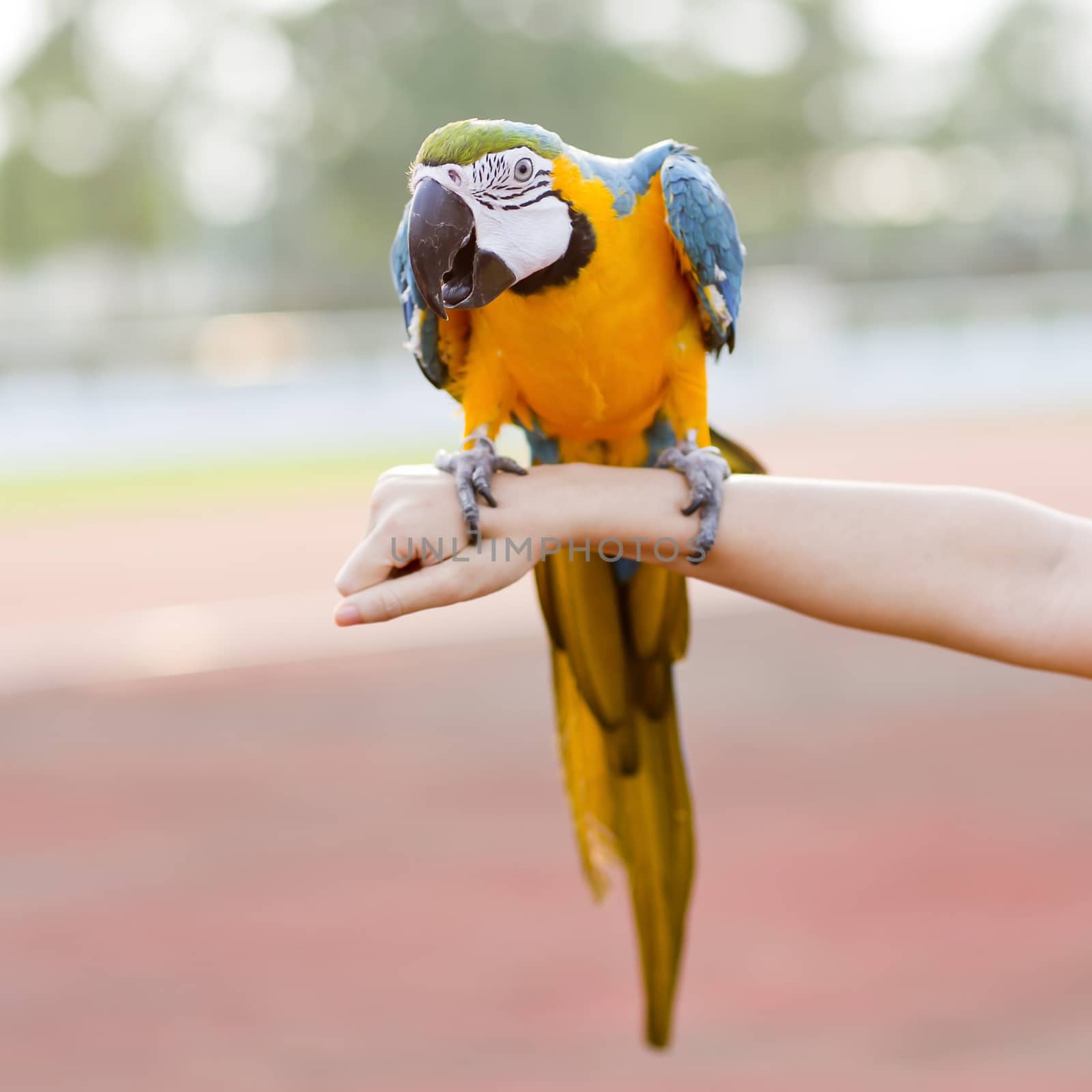 Blue-and-Yellow Macaw (Ara ararauna), also known as the Blue-and by art9858