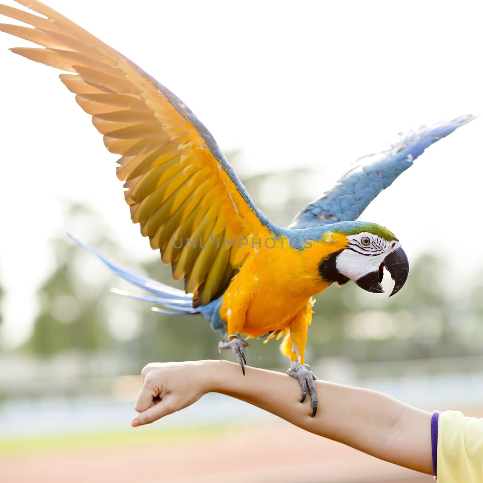Blue-and-Yellow Macaw (Ara ararauna), also known as the Blue-and by art9858