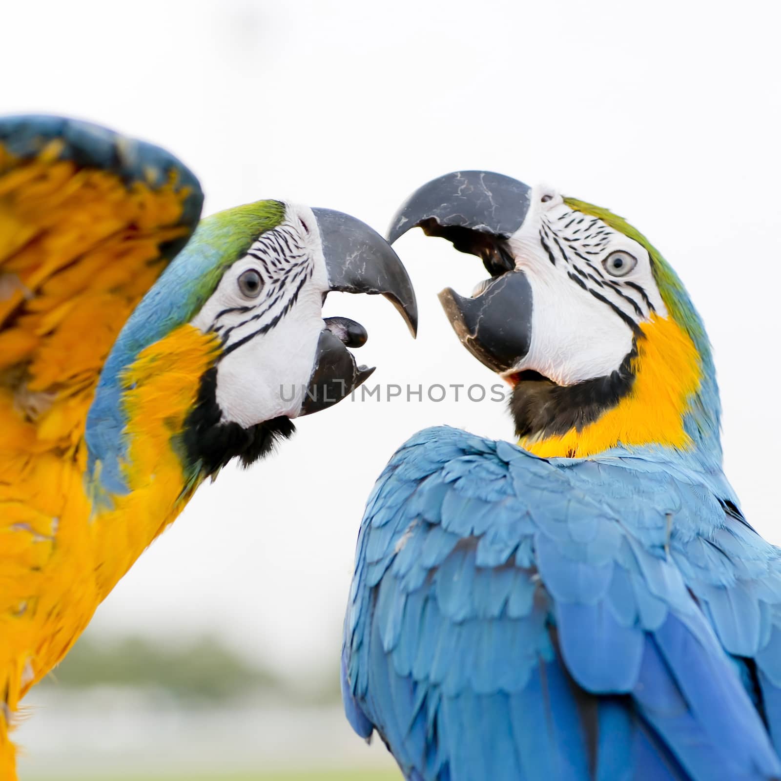 Blue-and-Yellow Macaw (Ara ararauna), also known as the Blue-and by art9858