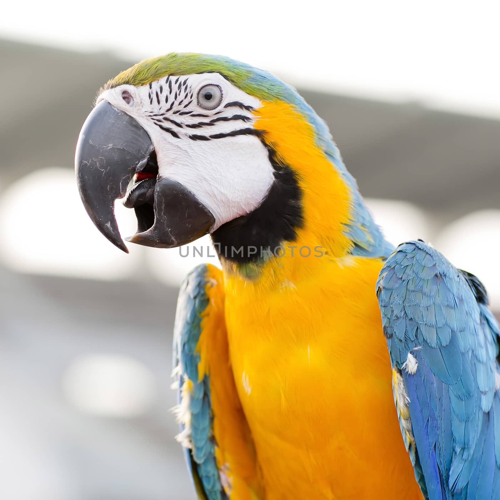 Blue-and-Yellow Macaw (Ara ararauna), also known as the Blue-and by art9858