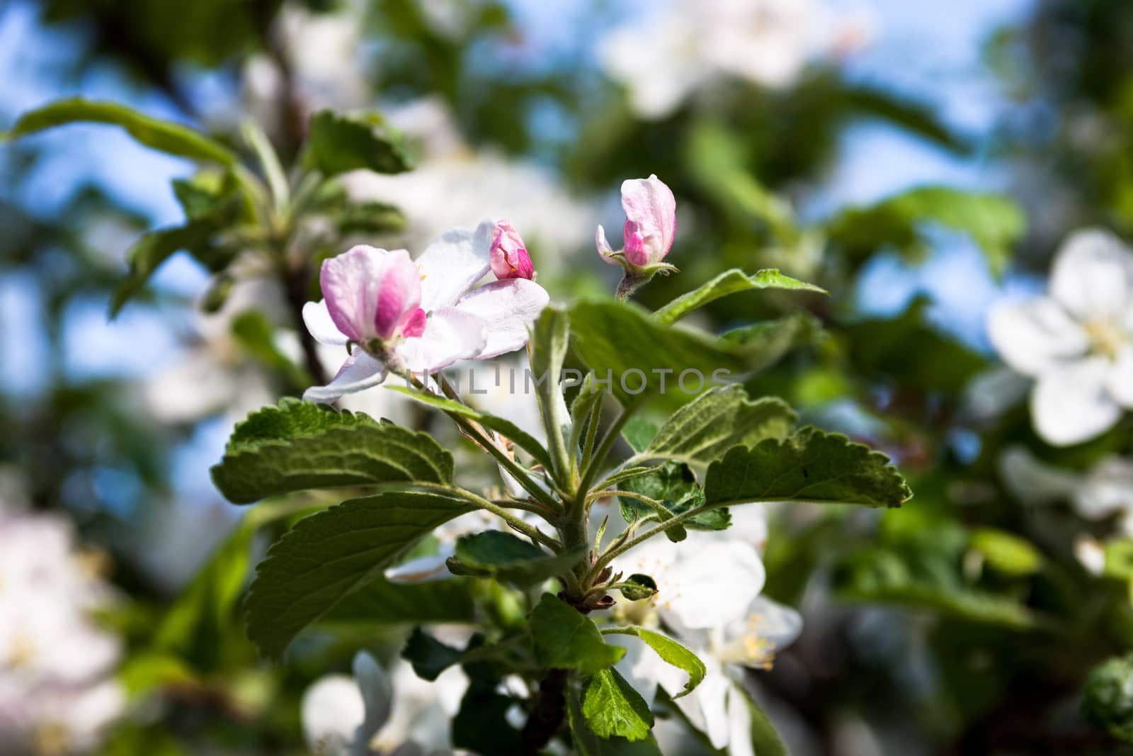 Blooming branches of the apple tree in spring