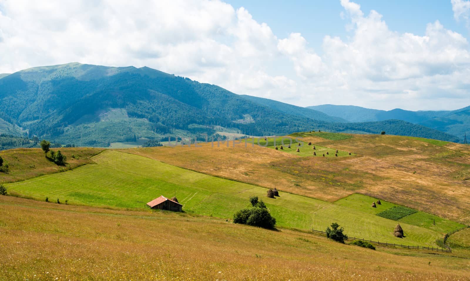 Landscape in the Ukrainian Carpathians by rootstocks