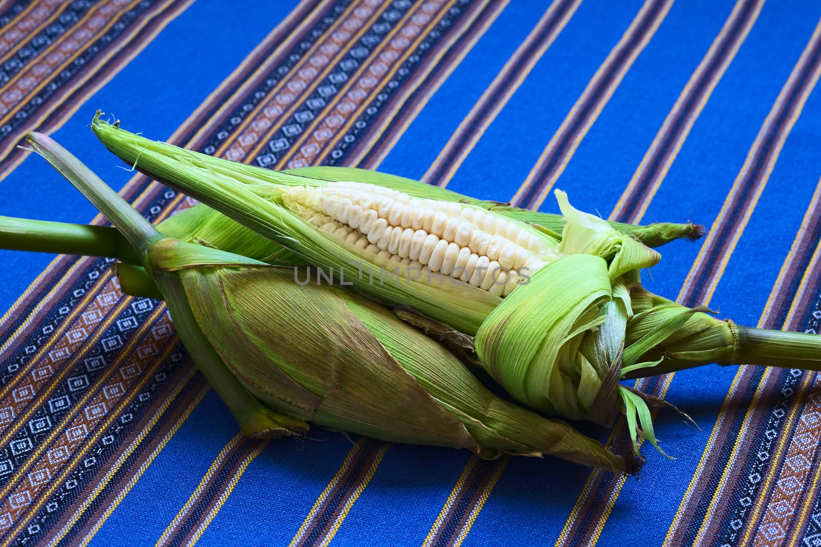 Cobs of white corn called Choclo (Spanish), in English Peruvian or Cuzco corn, typically found in Peru and Bolivia and used in traditional dishes, such as the Peruvian ceviche (Photographed with natural light)     