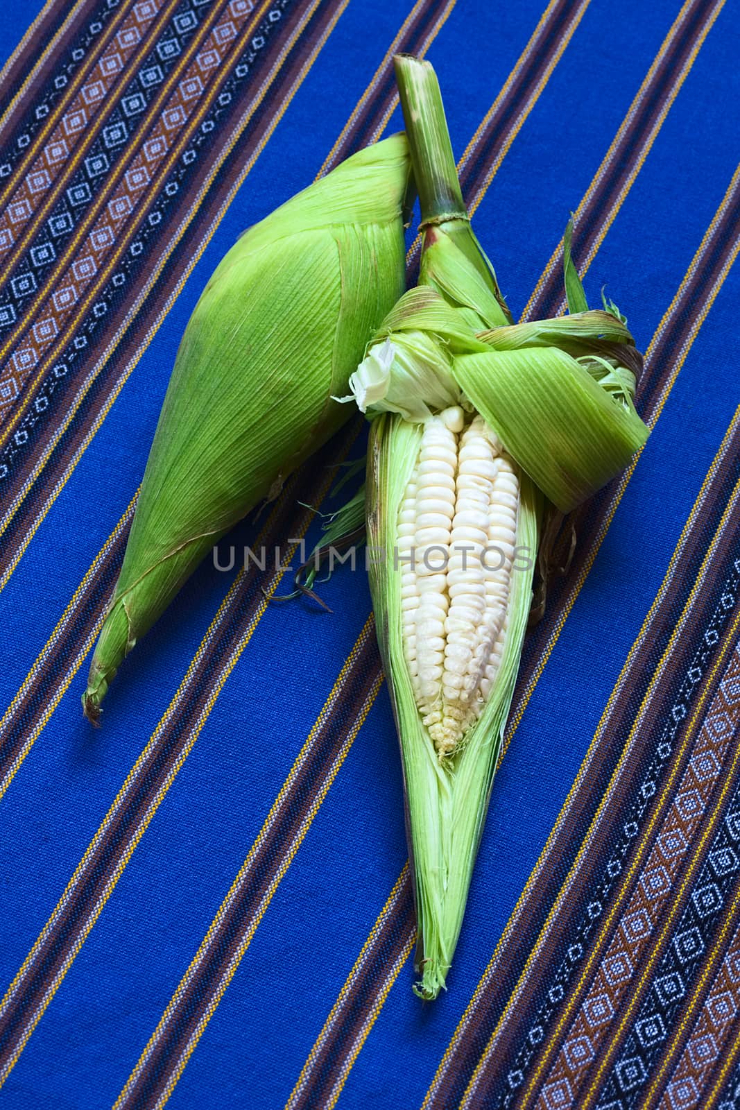Cobs of white corn called Choclo (Spanish), in English Peruvian or Cuzco corn, typically found in Peru and Bolivia and used in traditional dishes, such as the Peruvian ceviche (Photographed with natural light)     