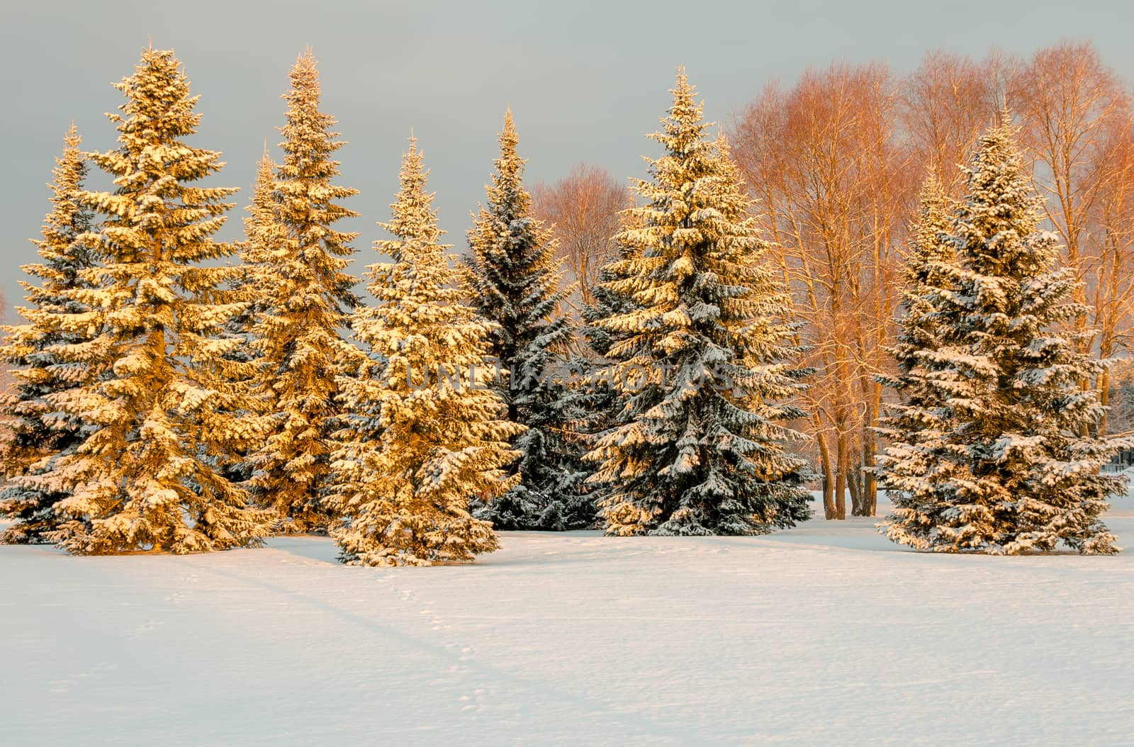 Snow covered trees in the morning light