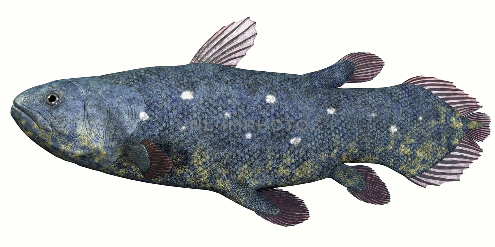 Coelacanth Fish over White by Catmando