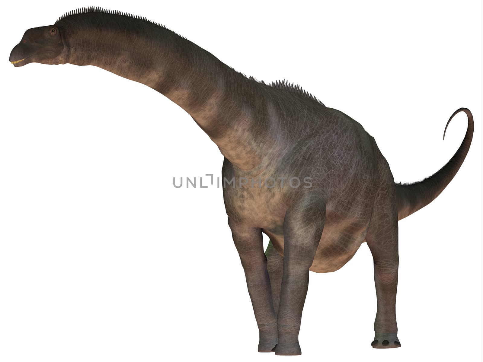 Argentinosaurus was a titanosaur sauropod dinosaur from the Cretaceous epoch of Argentina.